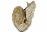 Jurassic Ammonite With Gastropod & Belemnite Fossil - France #244479-3